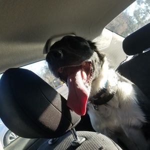 Meet your Posher, Alex